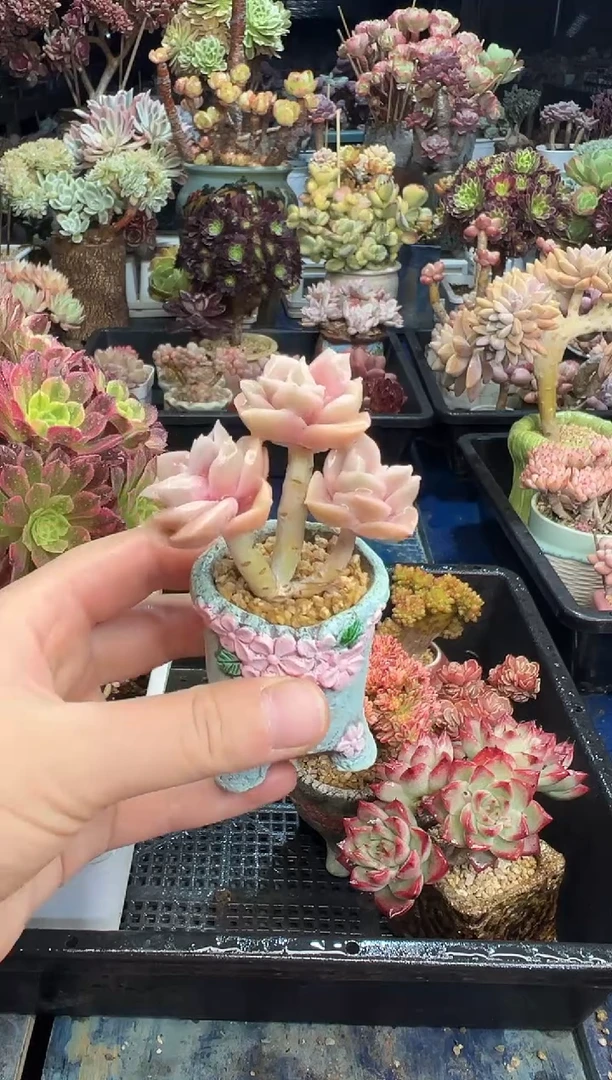 【闪购商品】52不带盆