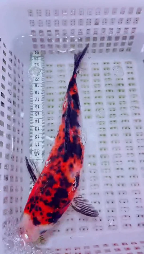 锦鲤血统锦鲤全场包邮131