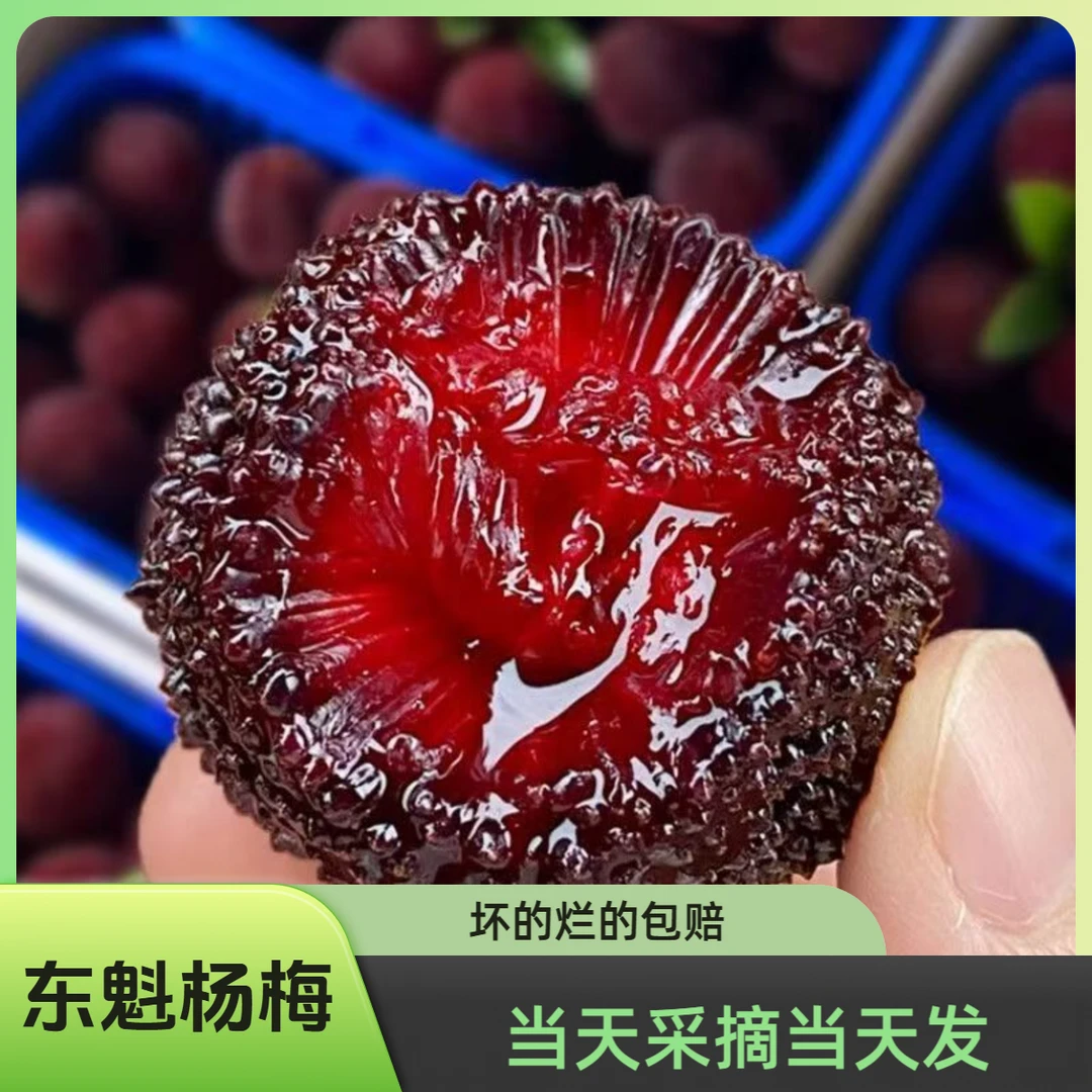 【礼盒装东魁杨梅】福建浮宫老树东魁杨梅新鲜采摘果园直发孕妈妈