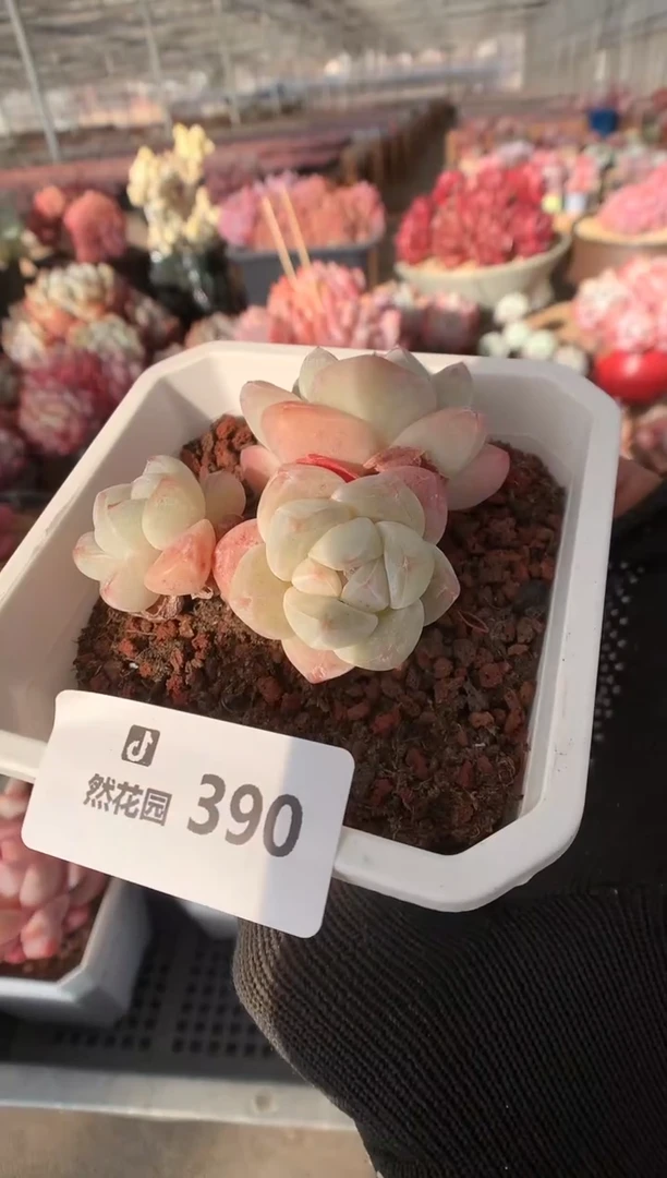 390冰玉多肉植物一物一拍
