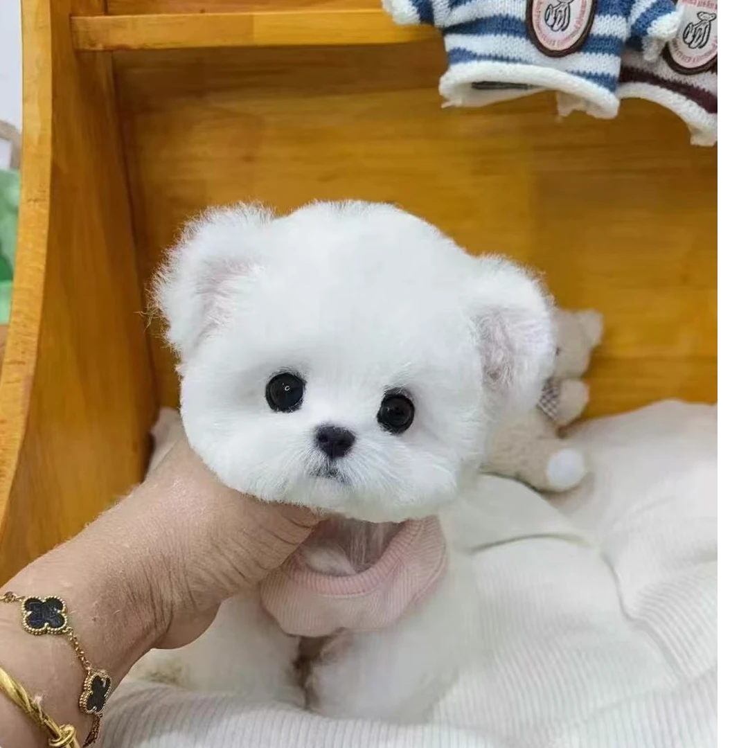 【萌探星球】韩系比熊 马尔济斯 灰泰迪活体狗狗