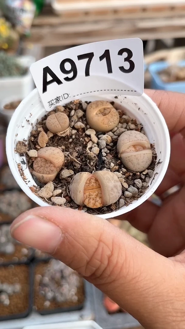 【闪购商品】9713直播一物一拍