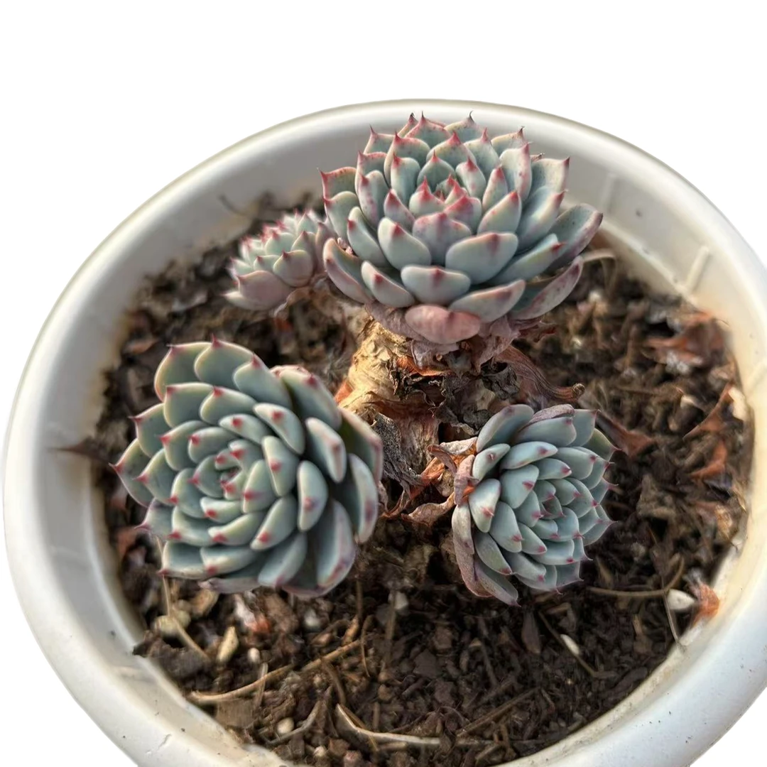 【蓝姬莲 很小】 精品丸叶老桩多肉植物 办公桌阳台院子养护 脱土裸