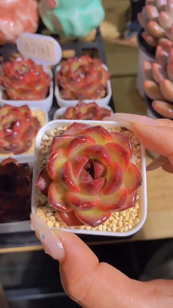 A791-红体玄夜小精灵单头（量拍）