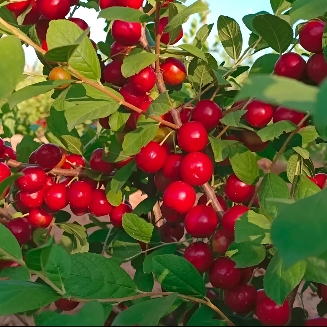 【欧李钙果种子】家庭阳台四季种植盆栽