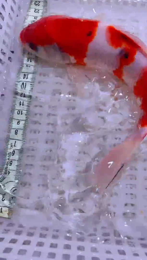 锦鲤锦鲤一物一拍包邮54