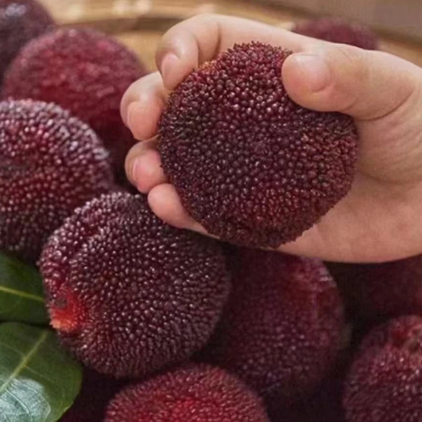 【杨梅君专属】22-25克8A浙江东魁大杨梅高山特甜新鲜多汁冷链发货