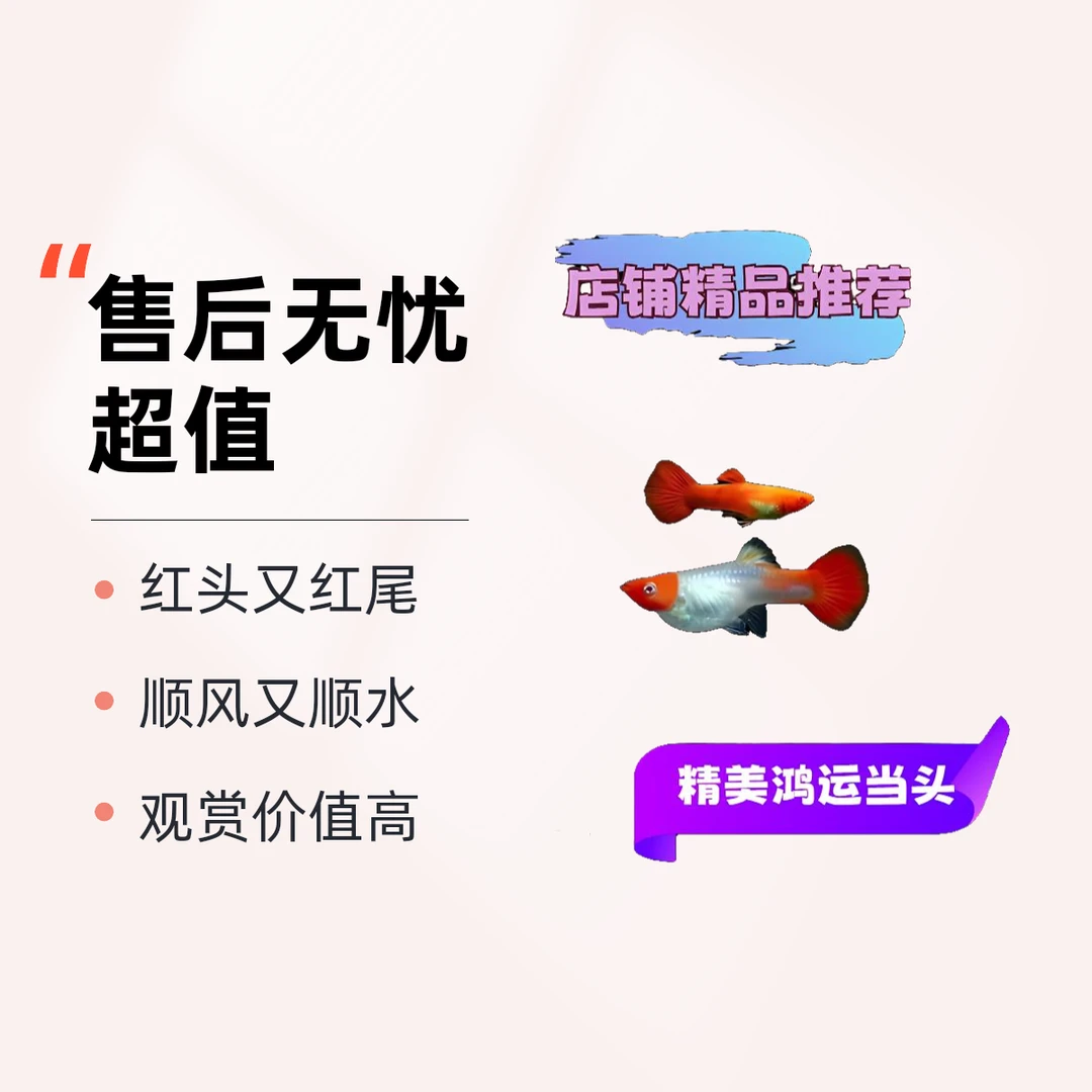 鸿运当头精美孔雀鱼 小型热带淡水鱼 活体观赏鱼 （入缸不包损）
