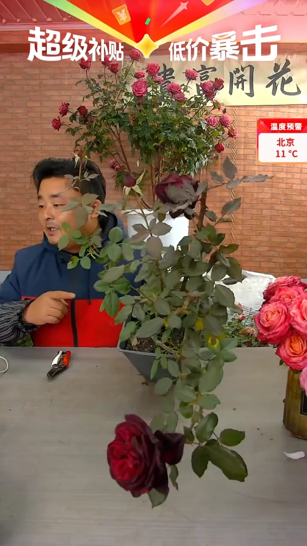 当前无花朵，栽培后可花朵暗香