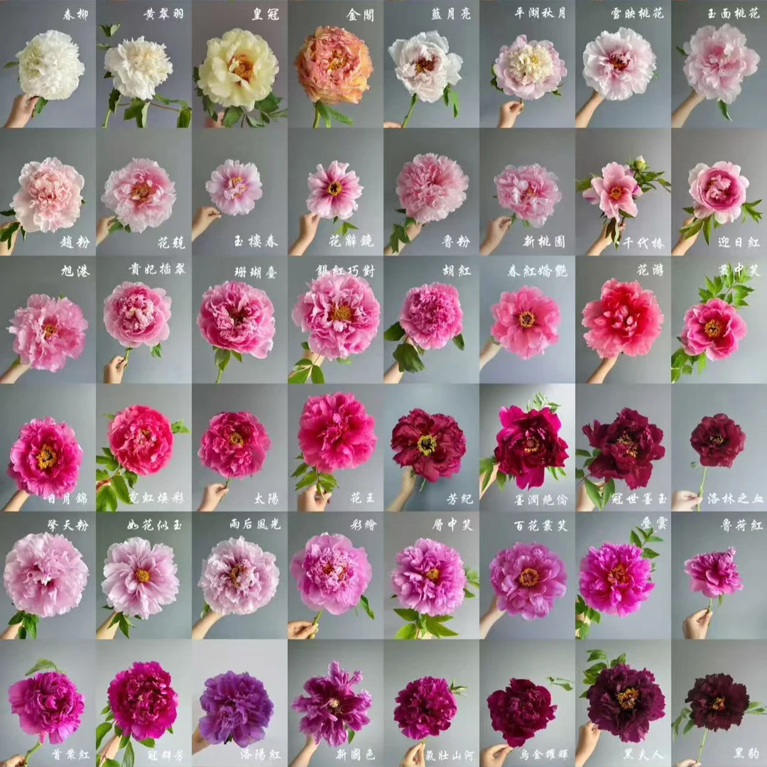 【丛生】牡丹老桩丛生专用链接 先发肥料秋天发苗