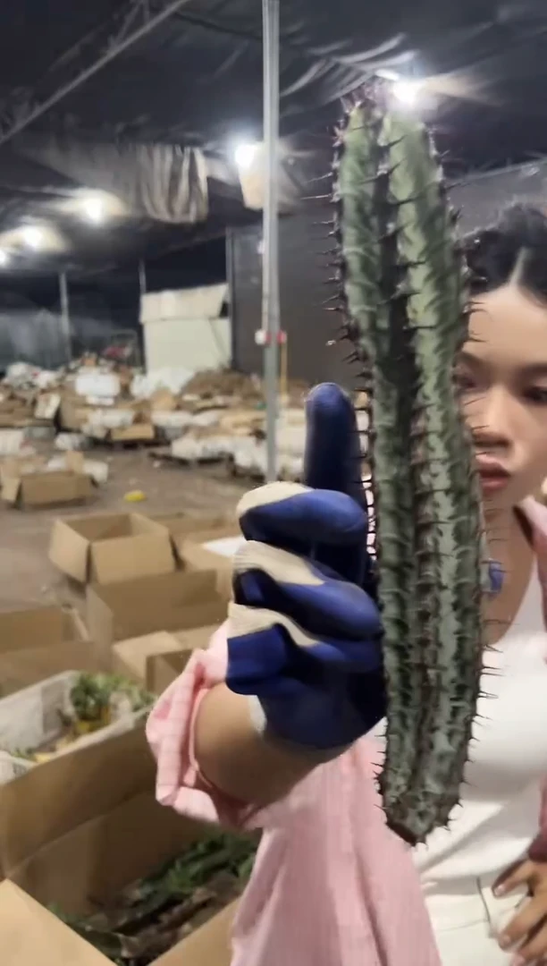 无根斑马柱15cm+   6