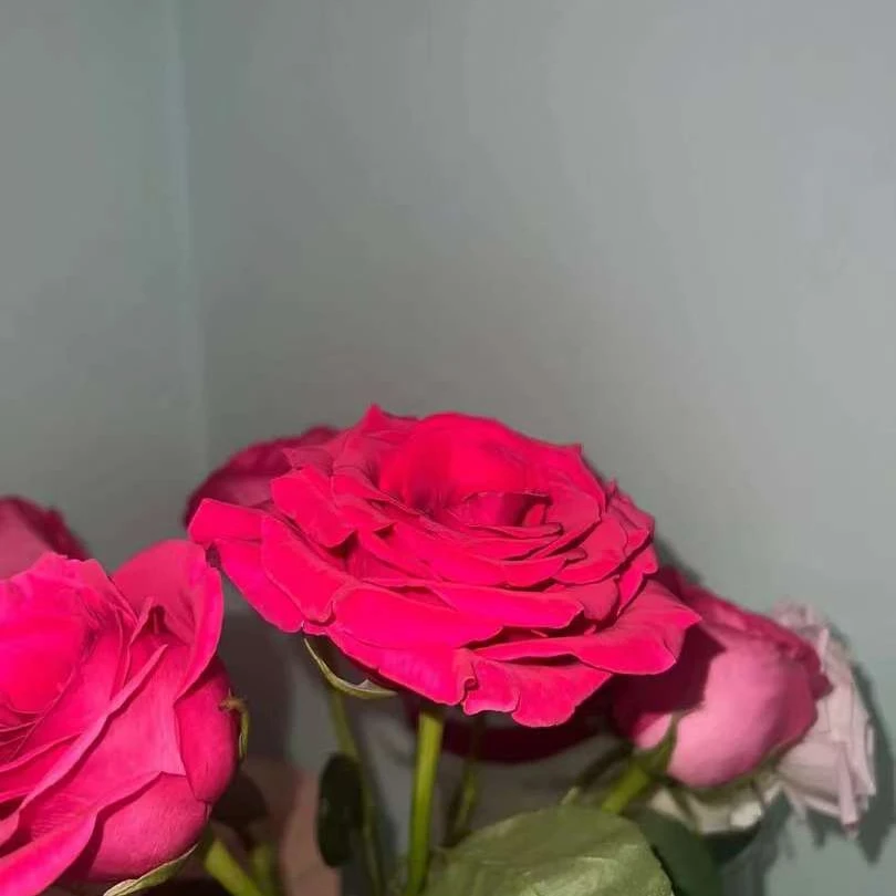 弗洛伊德玫瑰，云南基地直发