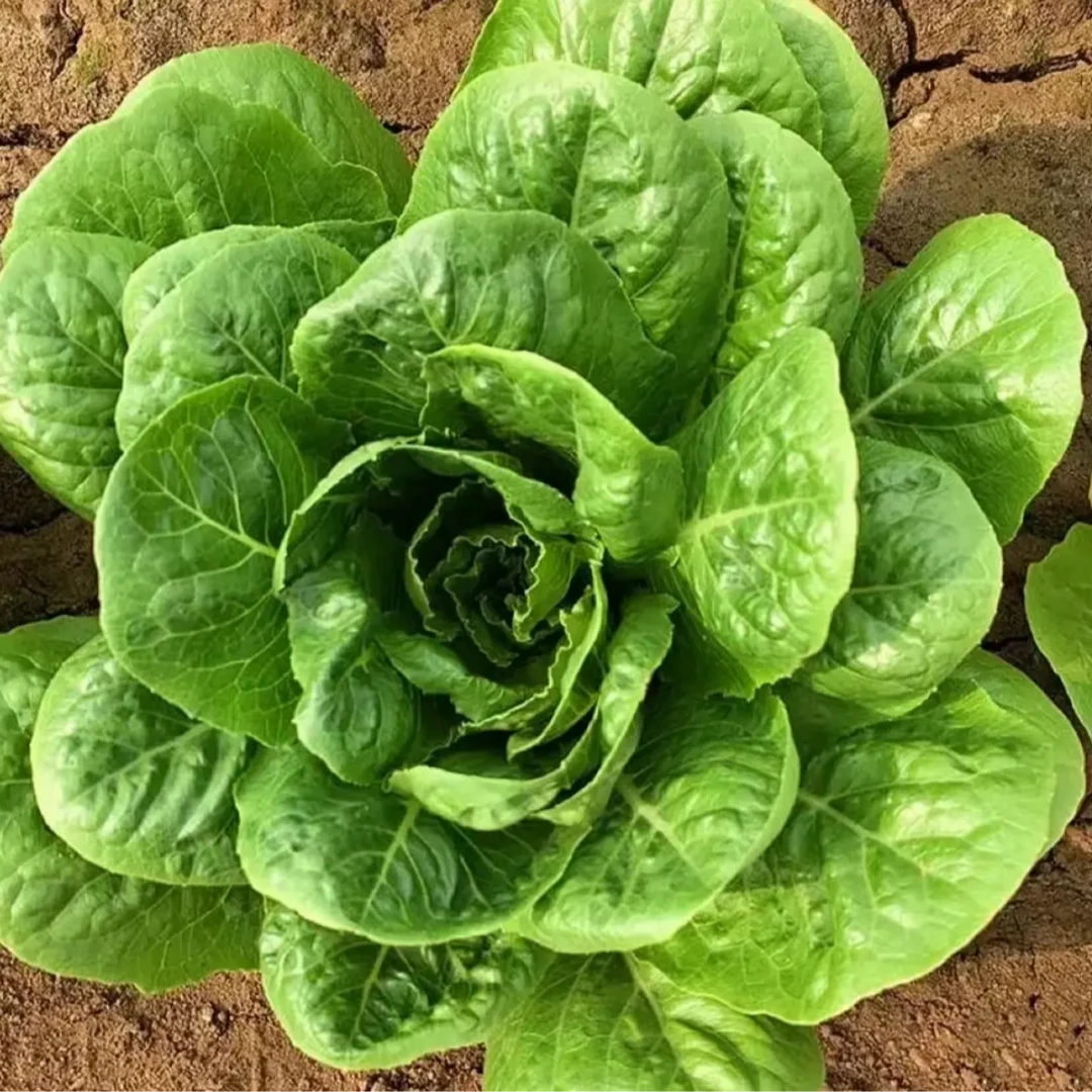 【孔雀菜种子】四季种植生吃脆甜直立生菜盆栽大田