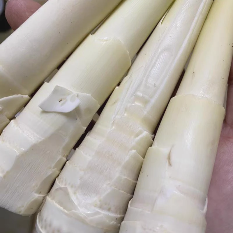 新鲜苦笋 甜苦笋去壳纯笋肉四川正宗苦笋乐山宜宾泸州特产苦竹笋