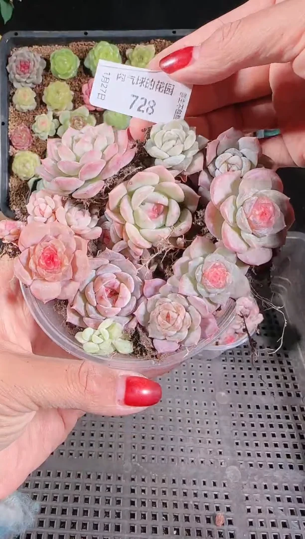 1127-728切糕群生不包整