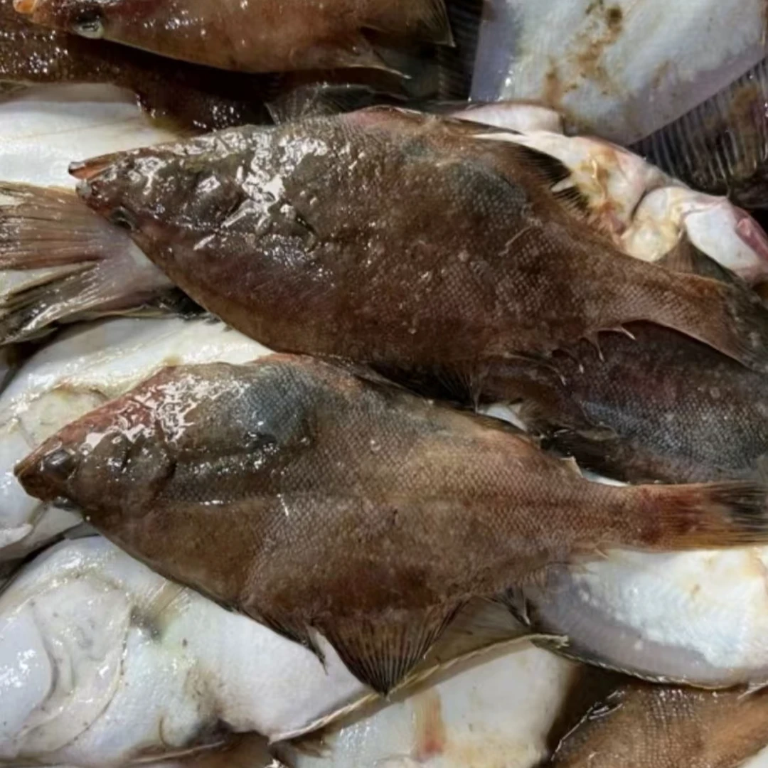 青岛海捕偏口鱼长脖鱼4斤