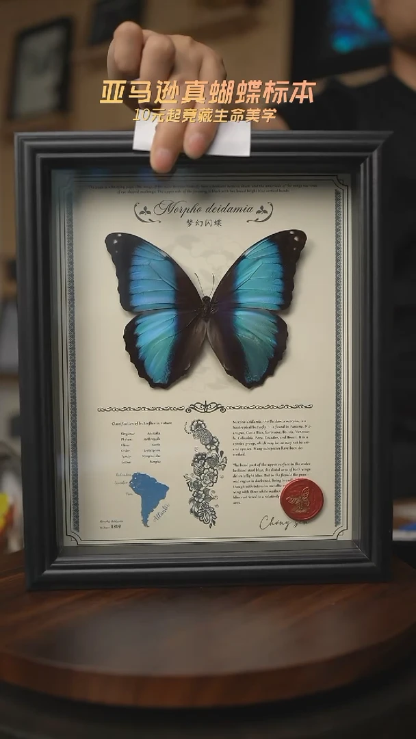 有机玻璃梦幻闪蝶G204