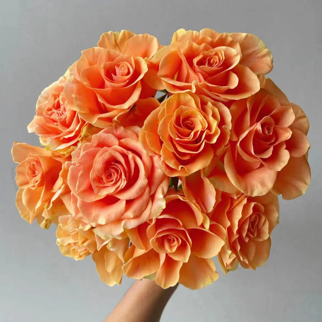 【一品花集】【橘子印象】稀有单头玫瑰