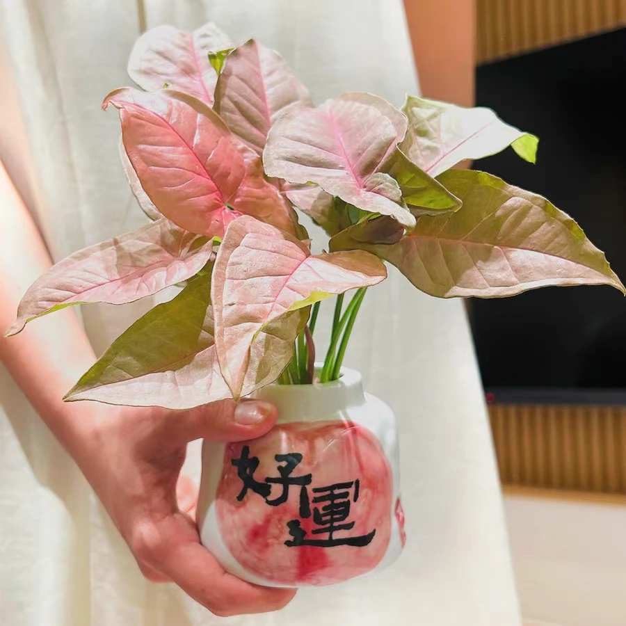 红粉佳人合果芋桌面绿植小盆栽办公室客厅高级感水培植物室内好养