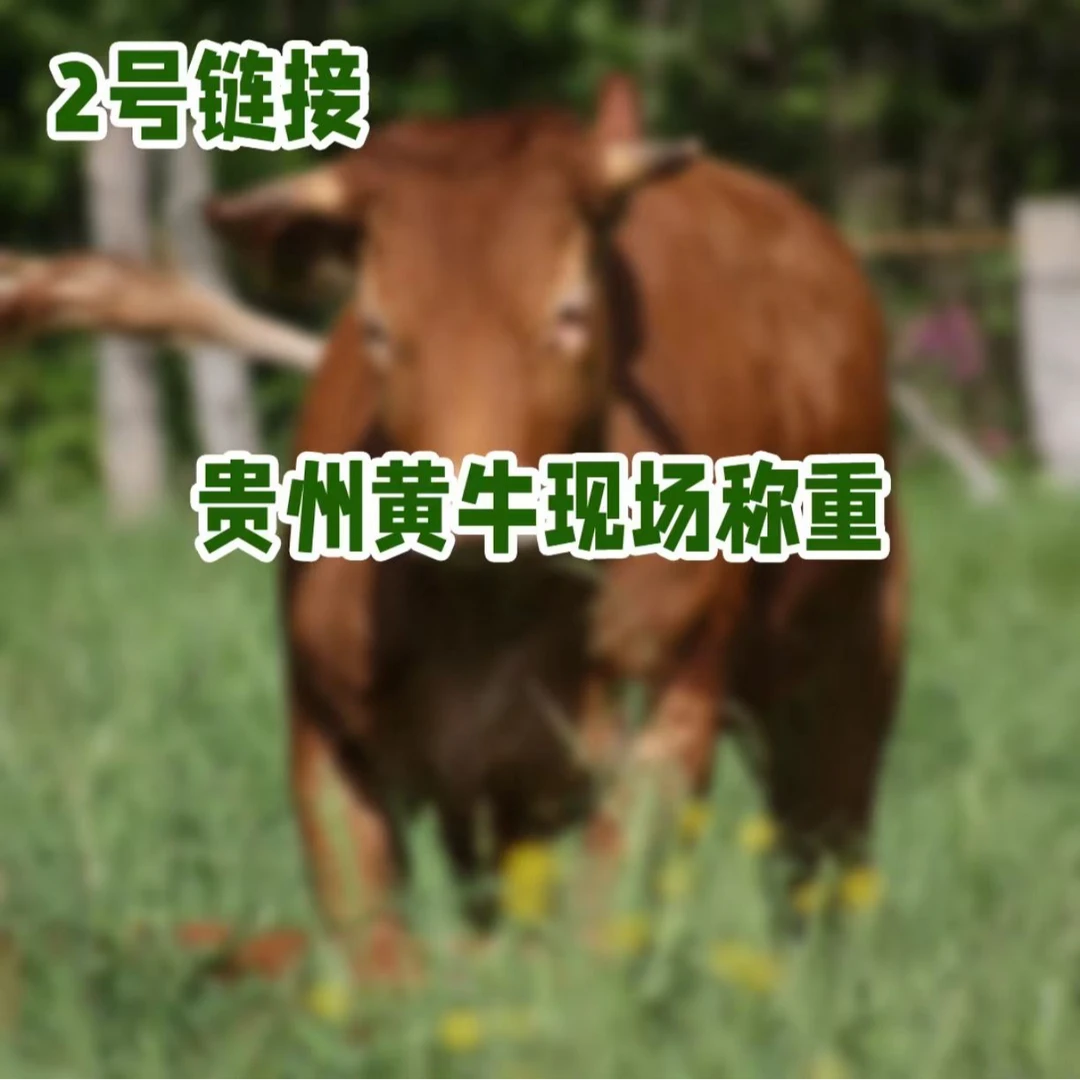 【直播专属】贵州黄牛肉现场称重（指定部位）