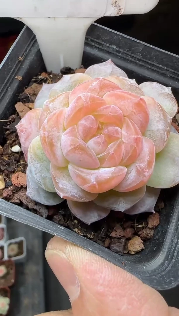 【闪购商品】一物一拍0210—256