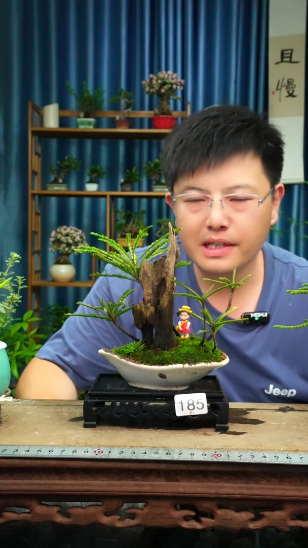 无花朵苔藓微景观185号