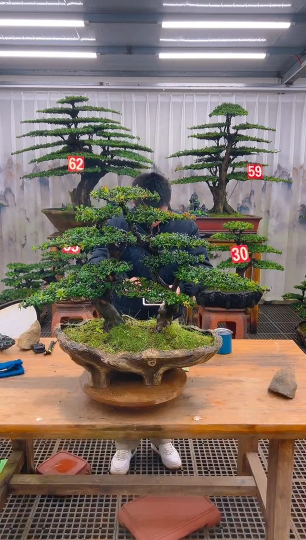 无花朵精品盆景直播间一物一拍