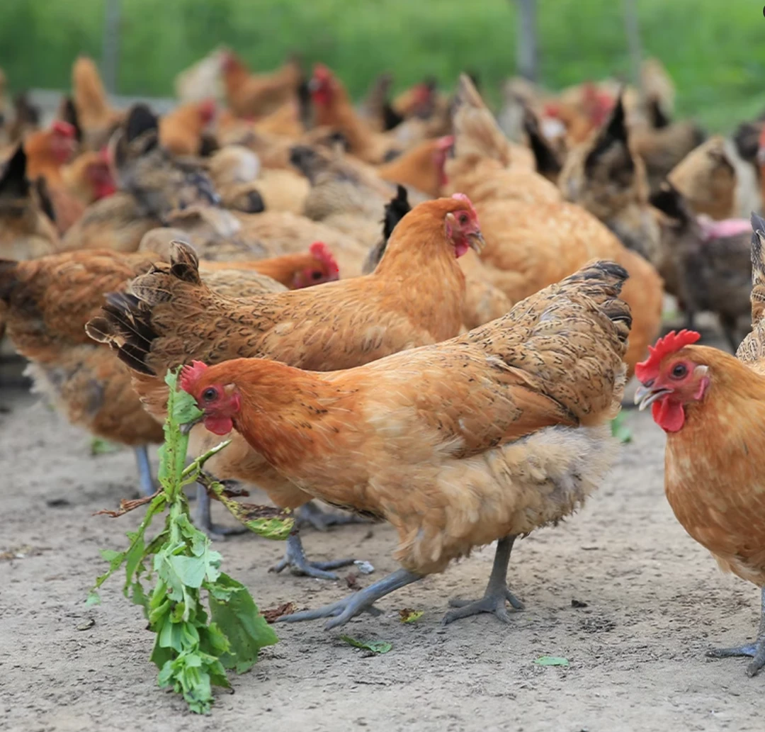 农村隔年老母鸡【顺丰包邮】