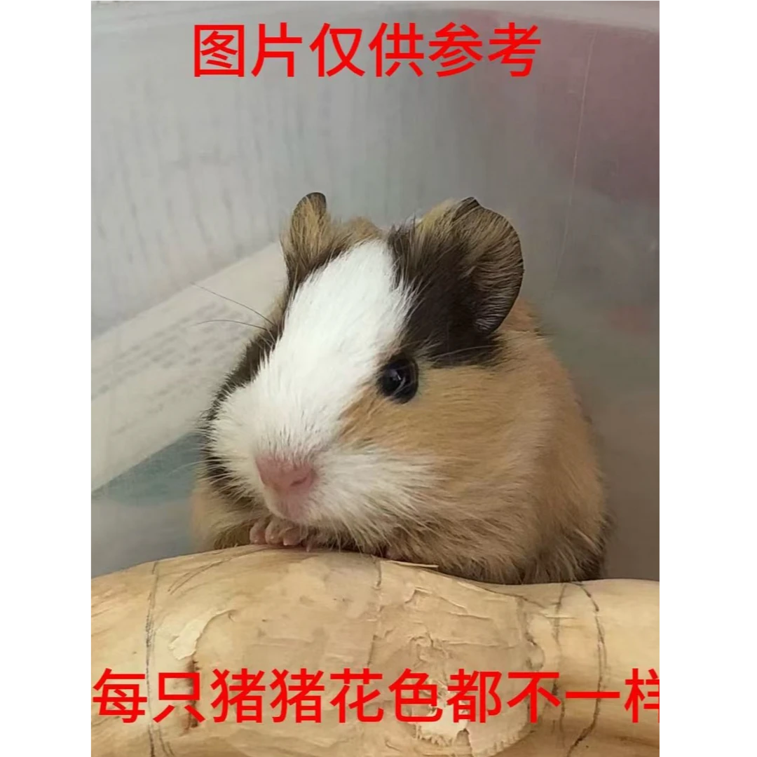 侏儒兔豚鼠荷兰猪荷兰兔活小宠