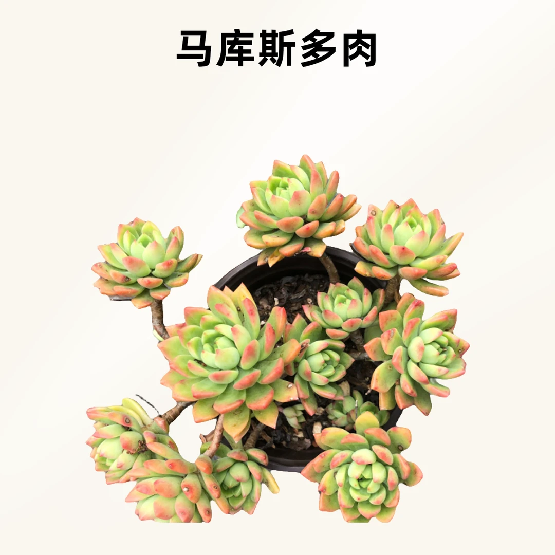 马库斯满9.9元包邮 多肉植物 直播间展示为准