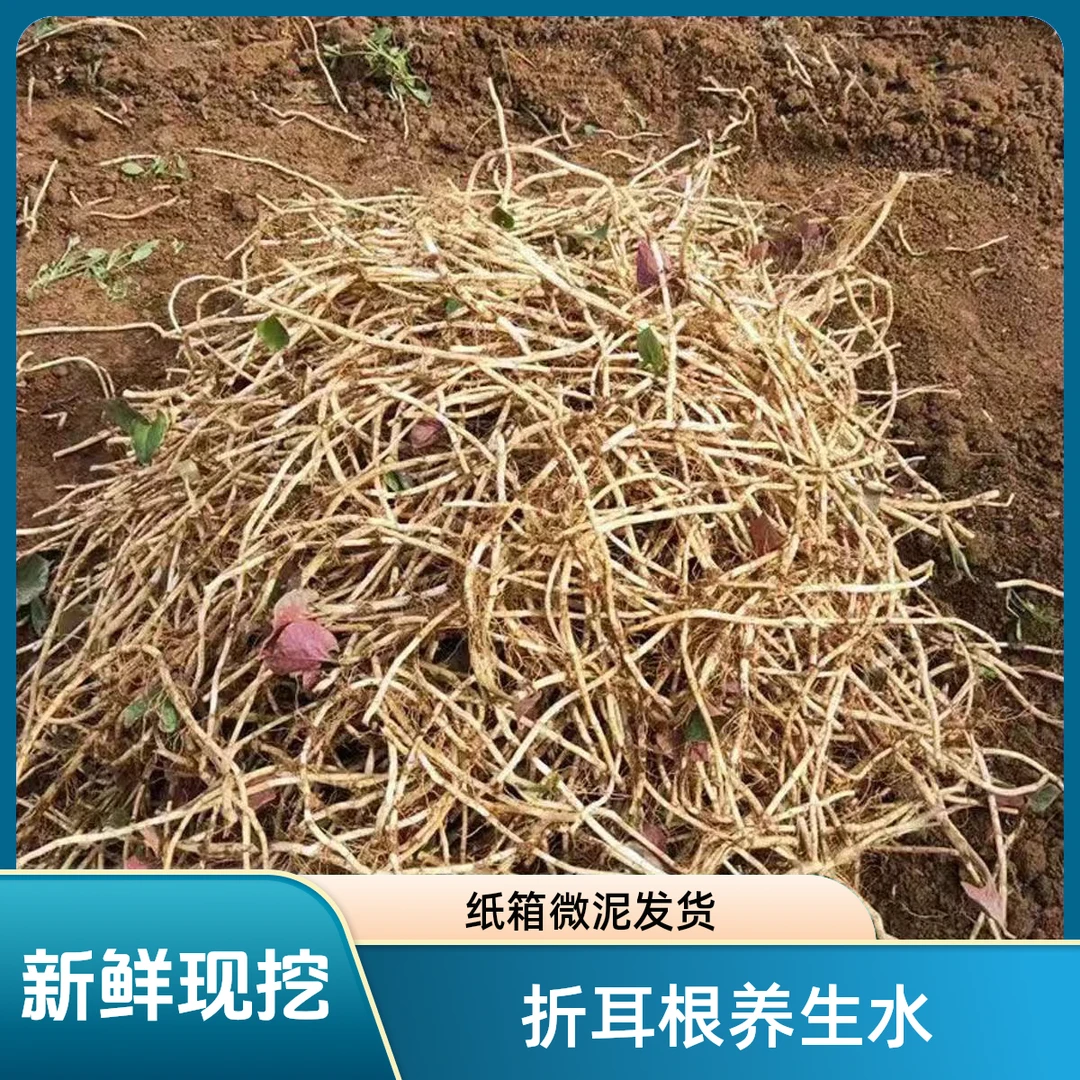 【新根上市】现挖野外带泥折耳根鱼腥草节节根当季新鲜蔬菜煮水炒菜