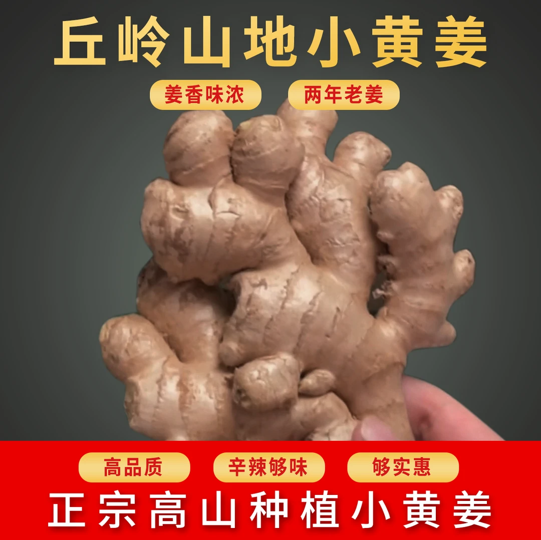 正宗高山小黄姜辛辣老姜精品姜母月子姜产地直销新鲜山地姜生姜
