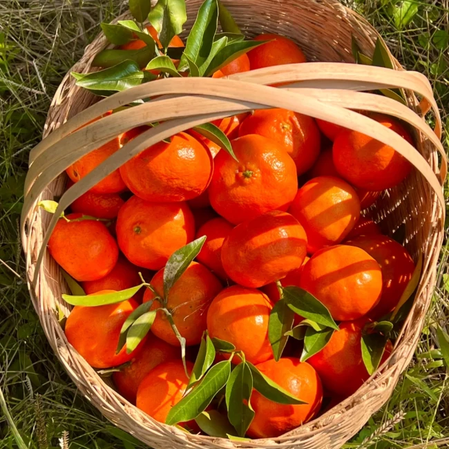 《橘子》重庆本地耙耙柑新鲜爆汁多汁爽口细腻自然熟柑橘