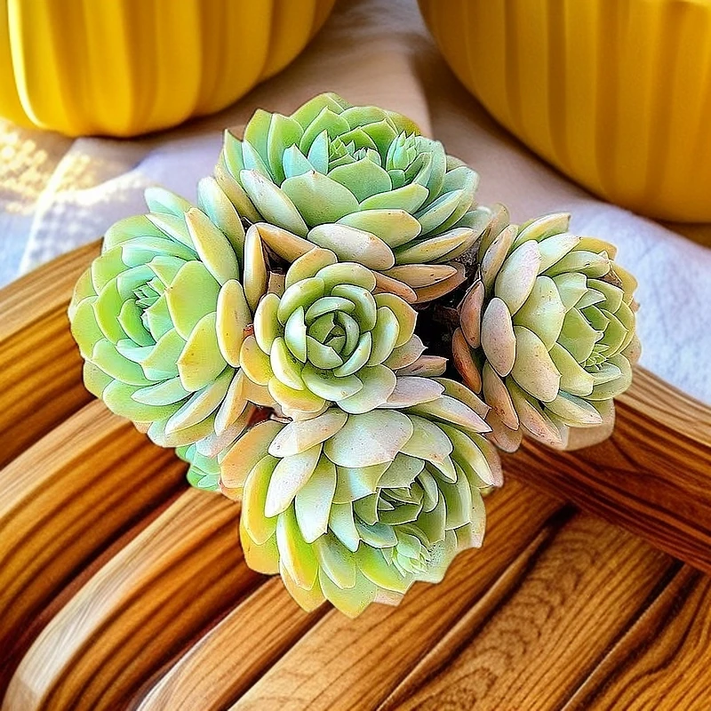 恋曲   黄大锤多肉 （满9.9包邮） 多肉植物  庭院阳台  美观