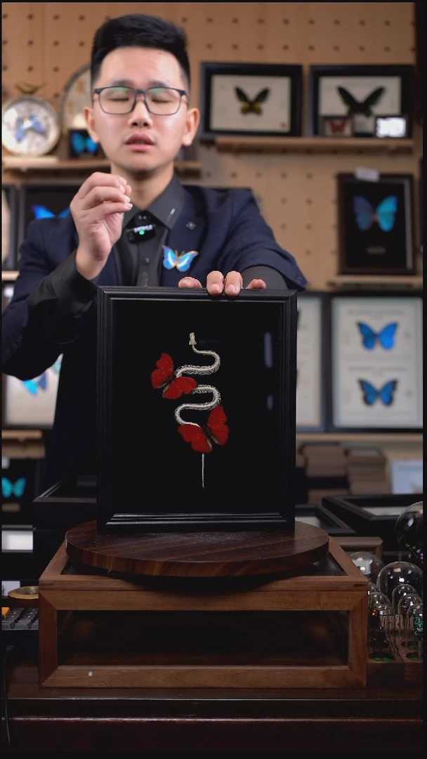 血漪双蝶+蛇骨标本