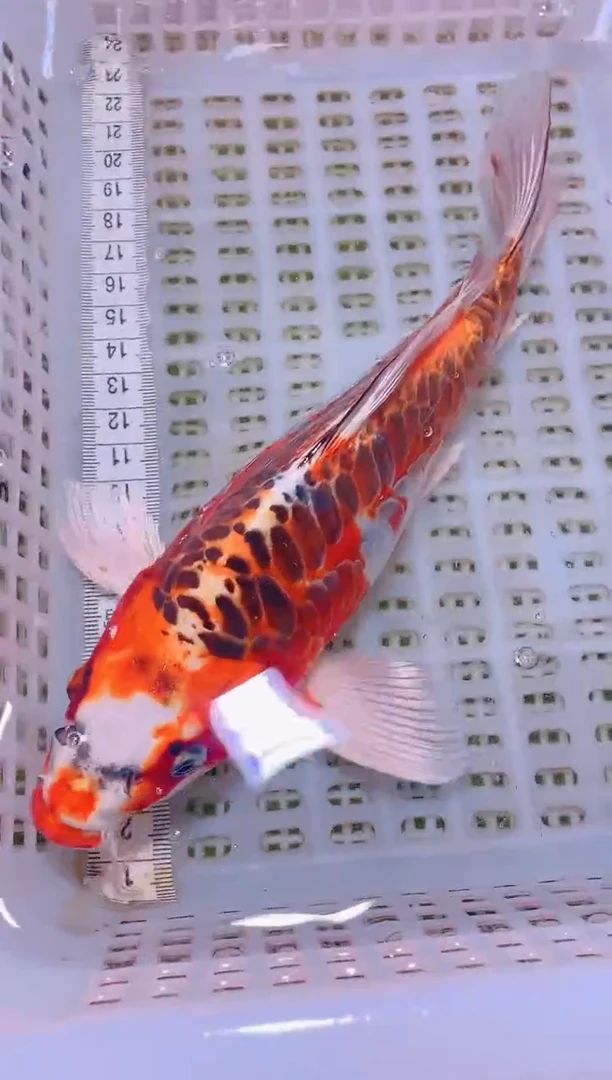 锦鲤冷水观赏鱼全场包邮121