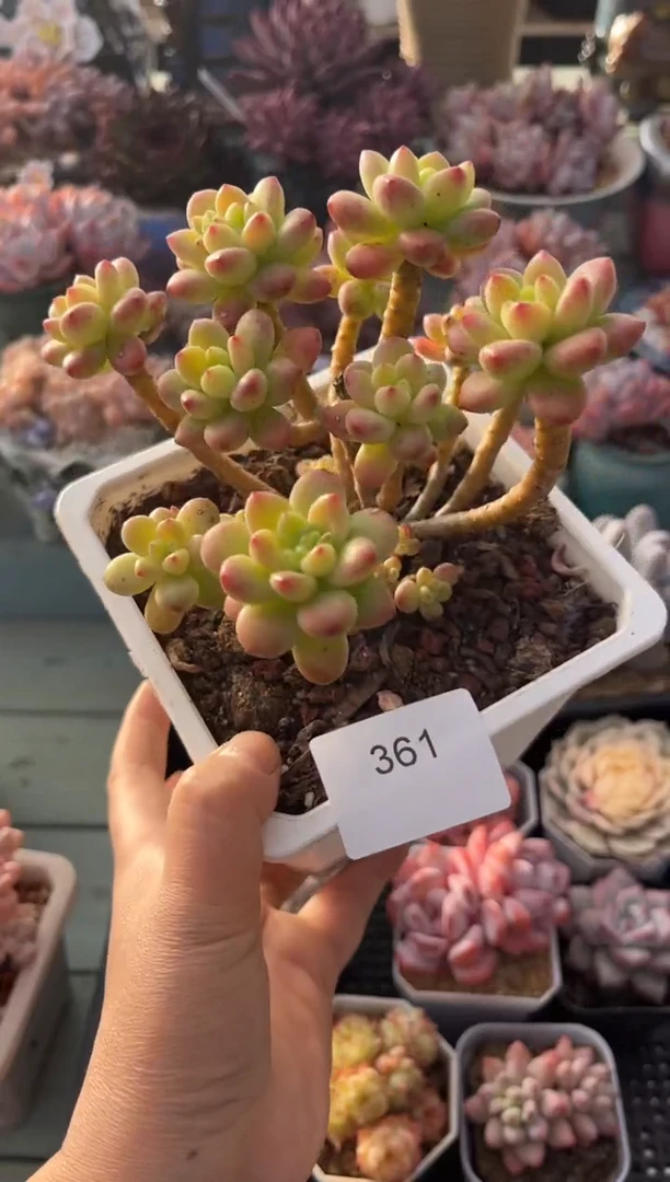 西**?361群生香格里拉多肉