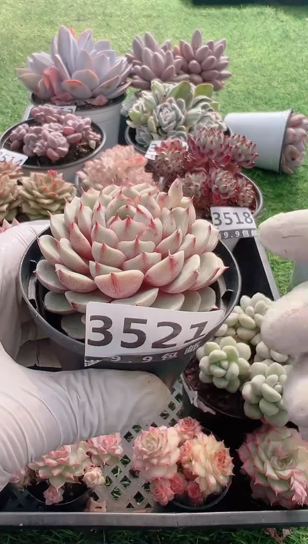 【闪购商品】信福多肉一物一拍