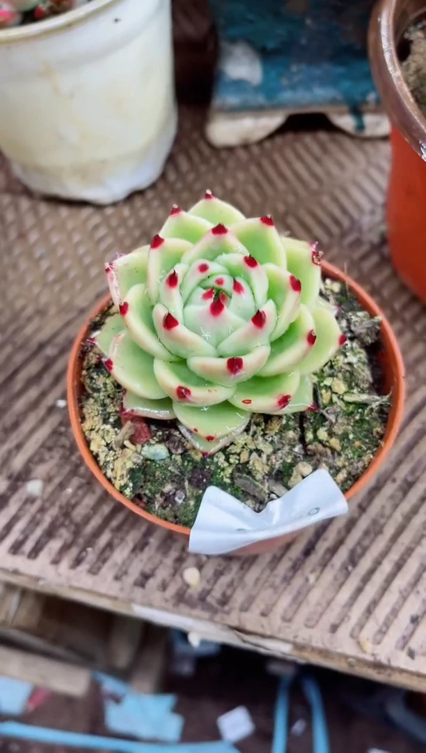 【闪购商品】02075