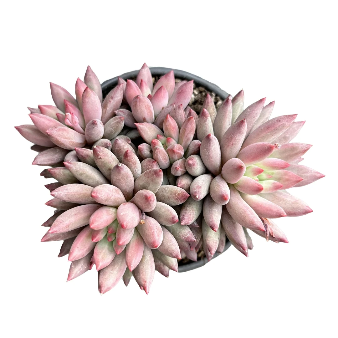 强子精品多肉 虞美人全状态 多肉植物 精控精养 净化空气