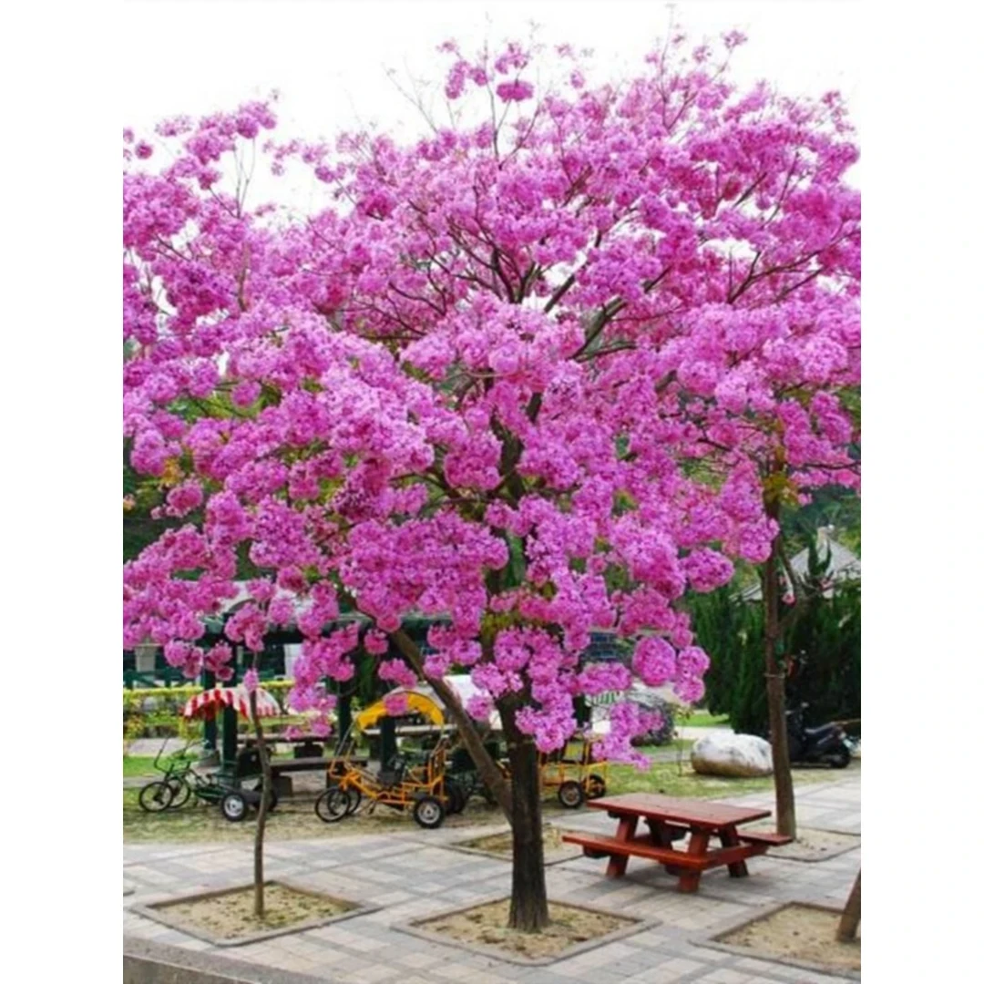 正宗黄花风铃木树苗蓝花楹庭院别墅风景树巴西紫红粉色南北方种植