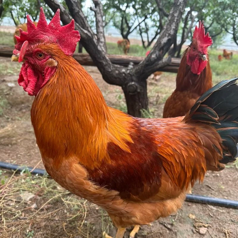 东北散养黄爪大公鸡两只公鸡+一袋鸡胗共重11斤左右 包冰率不含冰