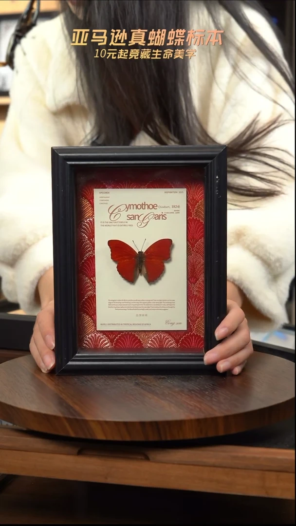 血漪蛱蝶红布底新版本