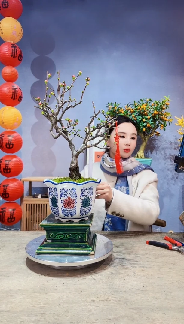 【闪购商品】盆景海棠 长寿冠