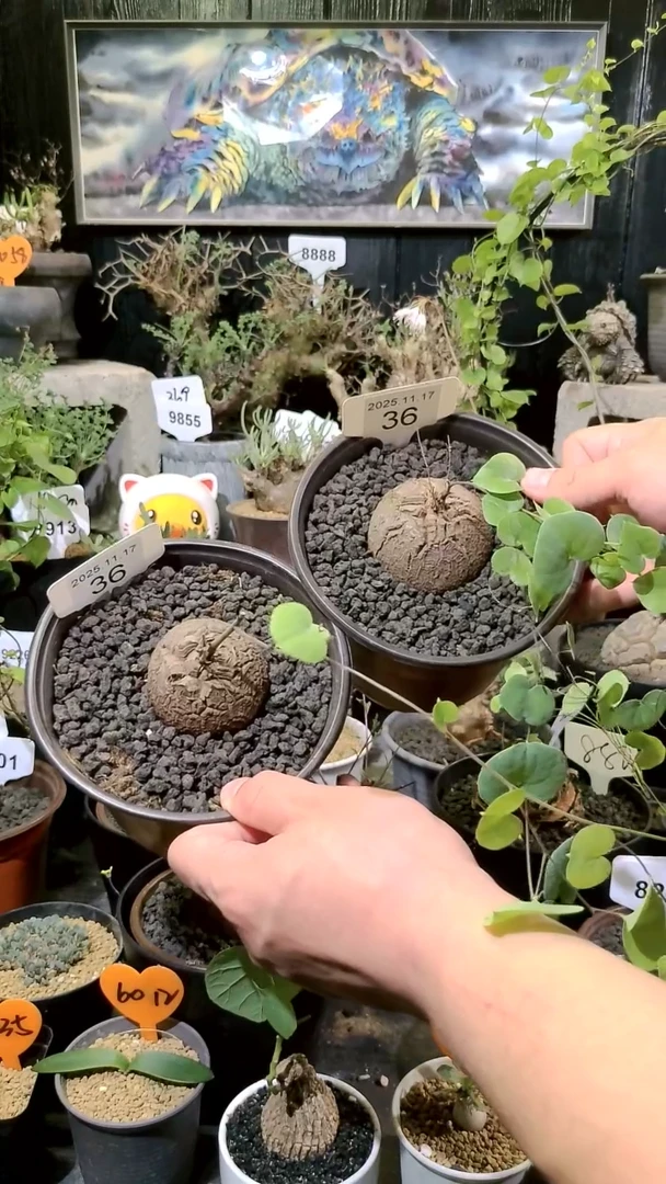 36号1117福利南非龟甲龙买一送一