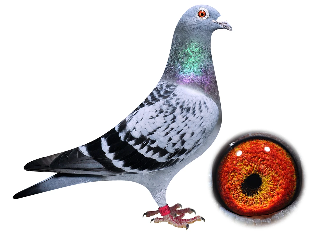 鸽子赛鸽成绩鸽原环血统