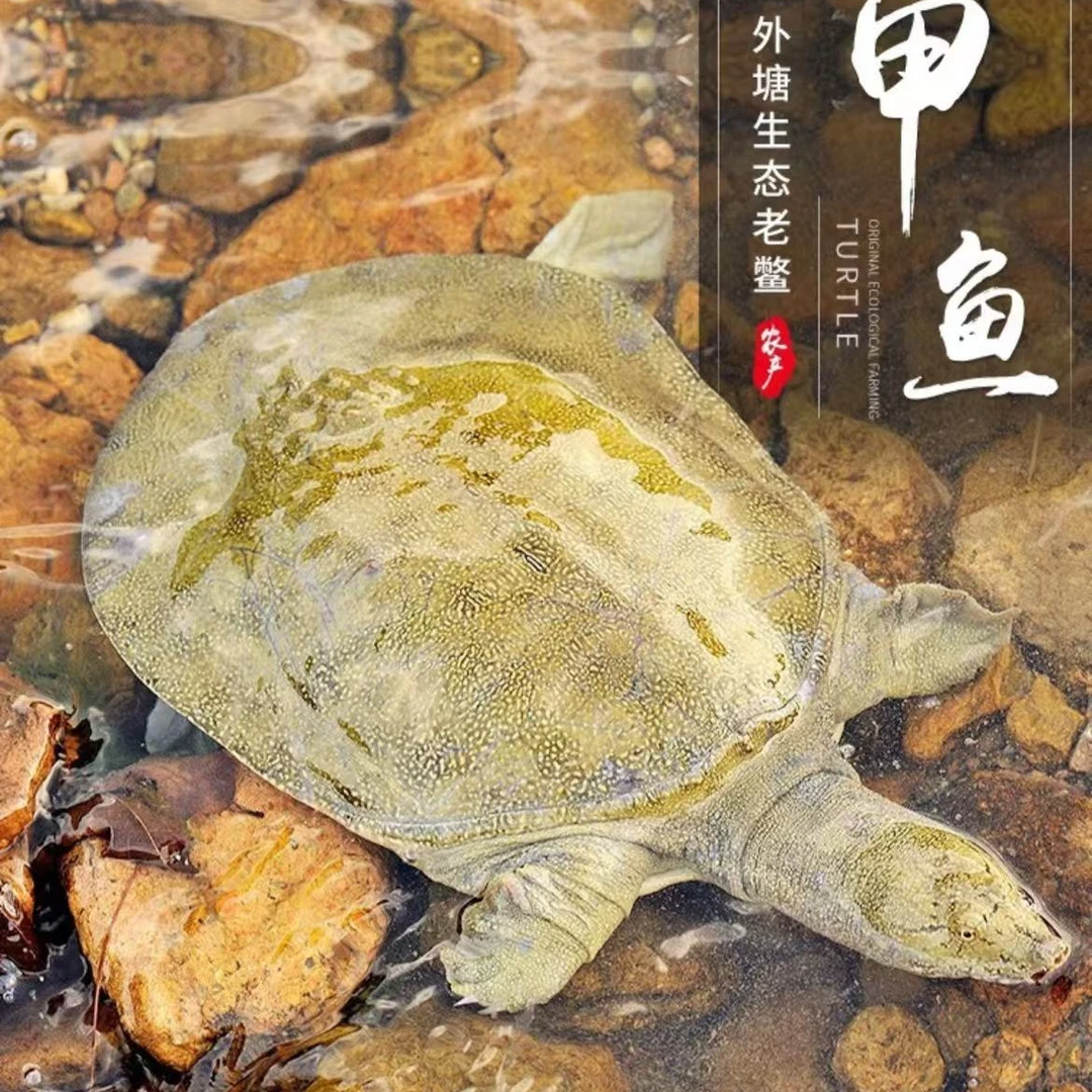 3只外塘大甲鱼共6-7斤 生猛藕塘甲鱼中华老鳖青背包邮包活