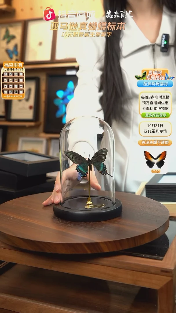 绿带翠凤蝶春型小号玻璃罩