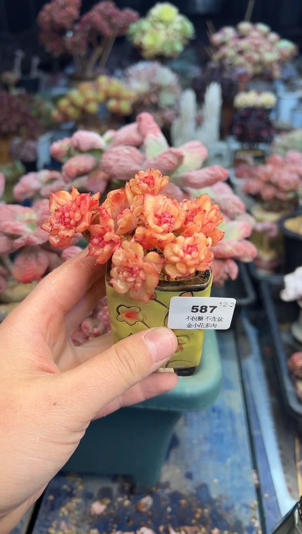 【闪购商品】587不带盆