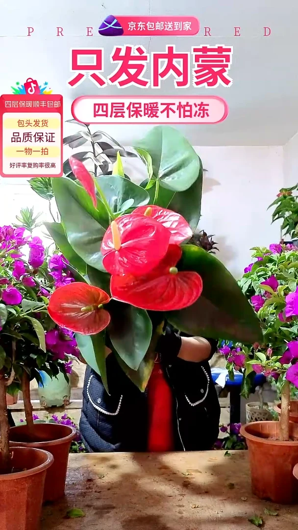 完全开放大盆红掌